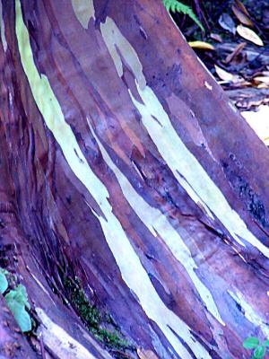 gum tree.jpg