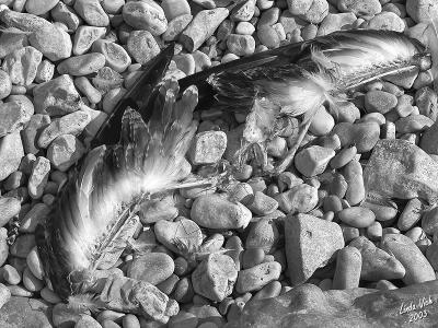 Feather on Rocks