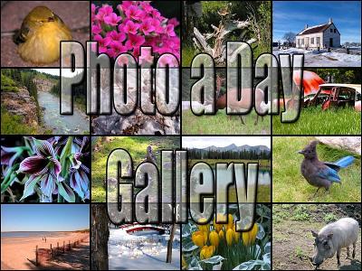 Photo a Day (PAD) Gallery