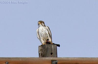 prairie falcon with prey