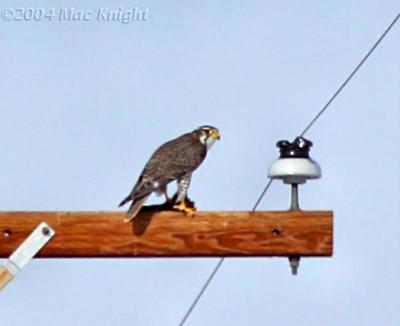 prairie falcon eating 2
