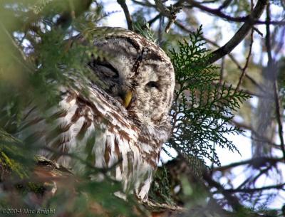 barred owl3 with branch removed