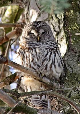 u39/macknight/medium/25607842.barred_owl_in_pine.jpg