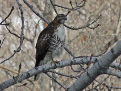 red tail perched - Merri