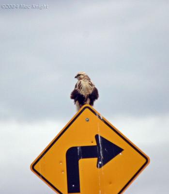 rough legged hawk guarding sign
