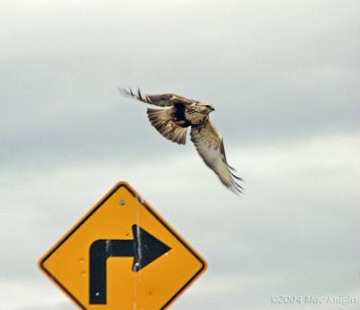 rough legged hawk taking off