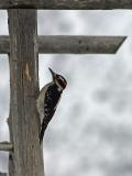 hairy woodpecker - Merri