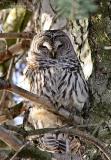 barred owl in pine - Mac