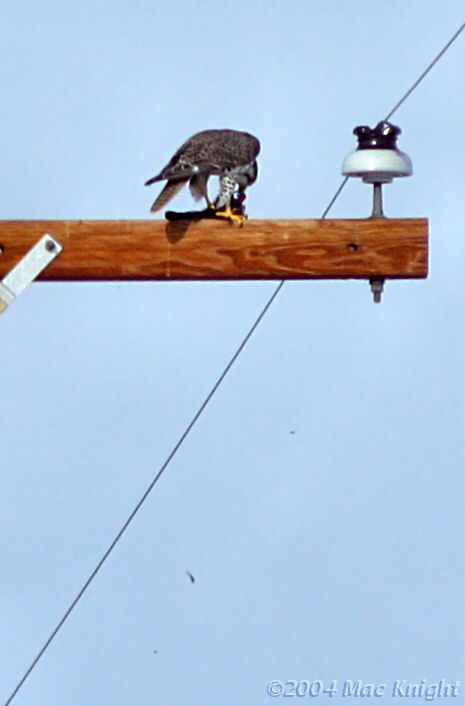prairie falcon eating