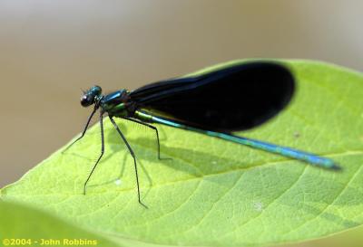 Ebony Jewelwing