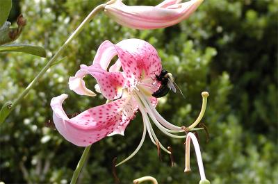 Rubrum Lily or Oriental Lily (Lilium Speciosum Rubrum)