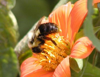 Bumble bee on Tithonia, Mexican sunflower