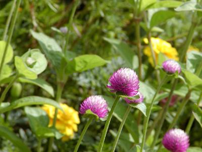 Globe Amaranth (bicolor rose)