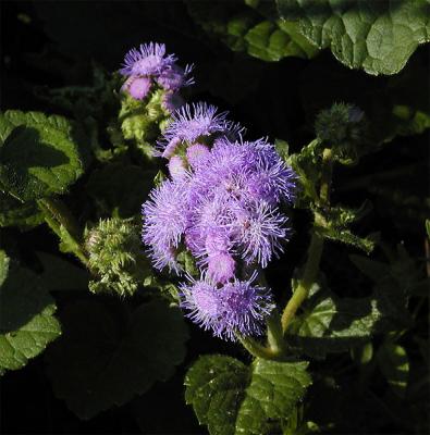 Ageratum
