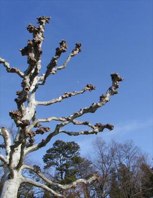 Moon Shots over North Carolina