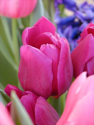 Tulip