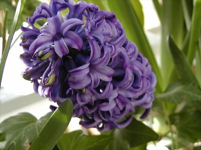 Hyacinth
