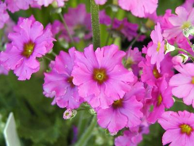 Little flowers...