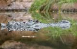 American alligator (<i>Alligator mississippiensis</i>)