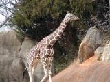 Giraffe (<i>Giraffa camelopardalis</i>)