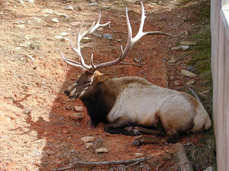 American Elk (male)