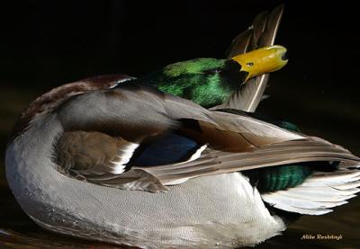 Contortioist Clyde - Mallard Duck Preening
