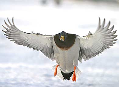 Frigid Fanciful Landing - Duck