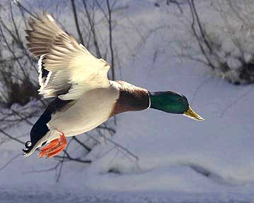Wings Of Winter - Duck
