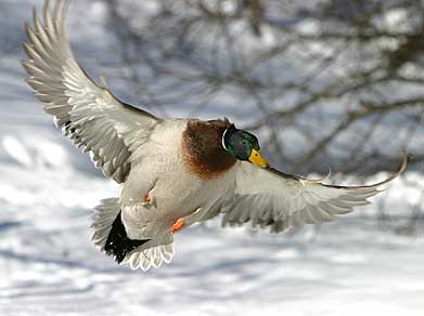 BankingTowards A Snow Bank - Duck