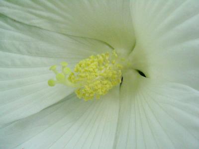 u39/malewis/medium/32451299.HeartoftheFlower.jpg
