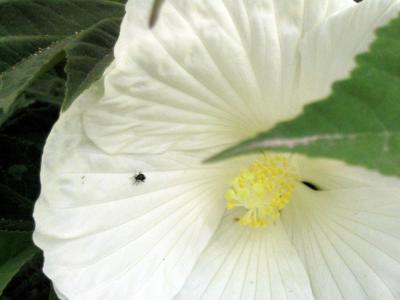 u39/malewis/medium/32451300.Hibiscus.jpg