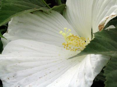 u39/malewis/medium/32451301.WhiteHibiscus.jpg