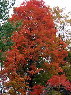 October Trees