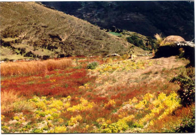 Exploring Yarowilca sites from Tantamayo. Remark the colourful oca crop in the foreground.