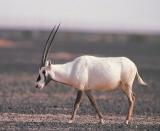 063 Arabian Oryx.jpg