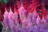 Astilbes