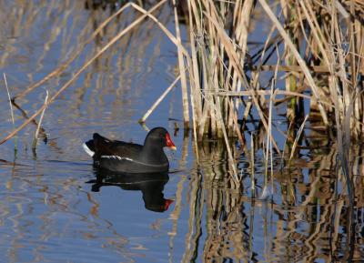 Bird Llobregat