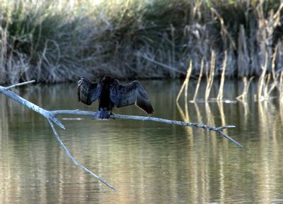 Cormorano