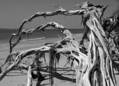 Dead Tree