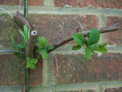 Honeysuckle in January