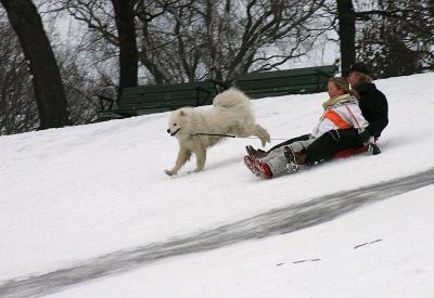 Downhill with dog