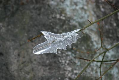 Iced twig