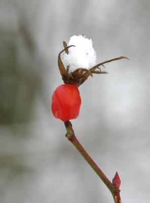 Rose hip with hat