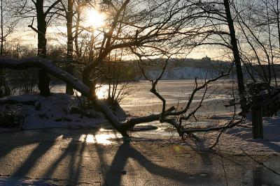 Branches