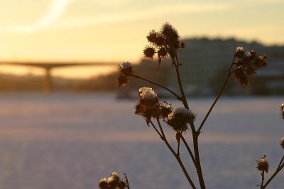 Watching over the bridge