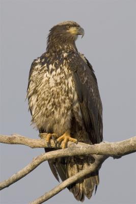 Immature Bald Eagle