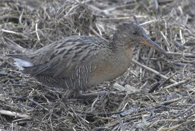 CRW_5261.jpg