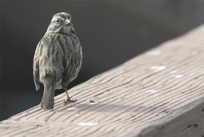 CRW_5312.jpg