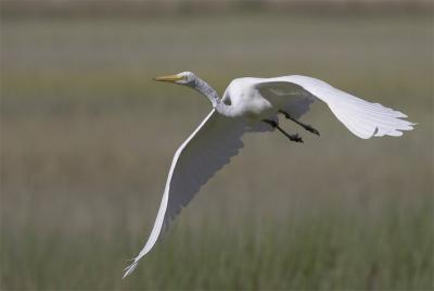 Egret_Takeoff.jpg