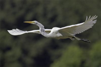 Egret_Takeoff2.jpg